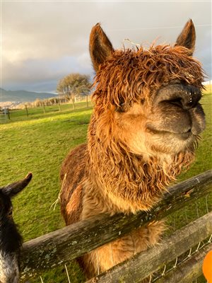 Tedi the friendly alpaca. Guests can hand feed him carrots! at Snowdonia Holidays Tyddyn du Farm Eryri dog friendly cottages luxury accommodation in North Wales